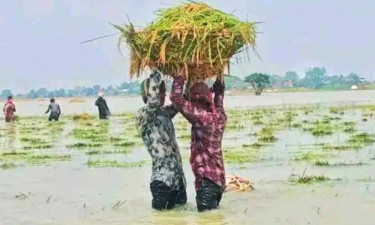 পাহাড়ি ঢল ও অতিবৃষ্টিতে তলিয়ে গেছে হাজার হাজার হেক্টর বোরো ধান
