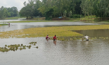 পানির নিচে ডুবে আছে হাজারো কৃষকের স্বপ্ন
