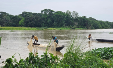 চট্টগ্রামের হালদা নদীতে নমুনা ডিম দিয়েছে মা মাছ
