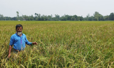 মির্জাপুরে ইটভাটার ধোঁয়ায় পুড়ল ৫০০ একর বোরো আবাদ