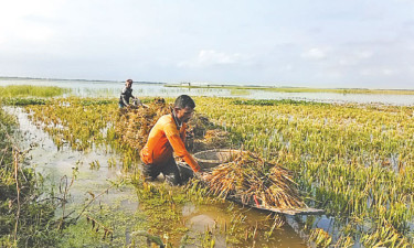 হাওরে ধানের ক্ষতি বৃষ্টি ও শ্রমিকসংকটে