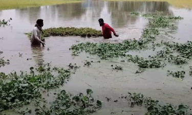 সময়মতো খোলেনি স্লুইচগেট, ডুবল ধান