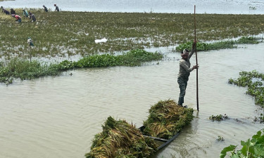 হাওরে ডুবে যাওয়া ধান কাটতে স্বামীর সহযোগী হয়ে প্রাণ গেল গৃহবধূর