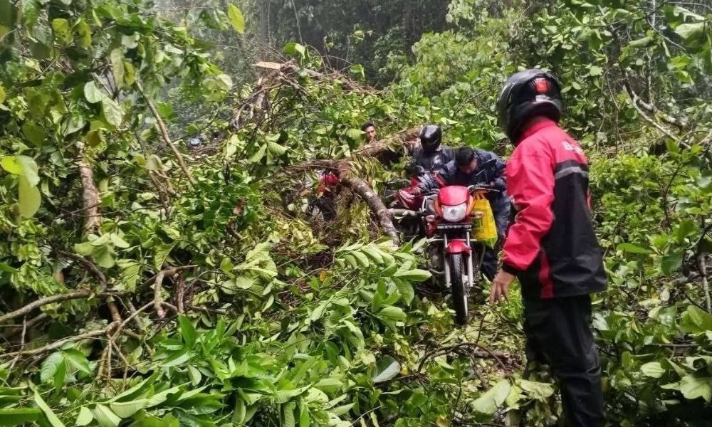 কালবৈশাখীতে উপড়ে গেছে গাছ, লাউয়াছড়ায় সড়ক যোগাযোগ বিচ্ছিন্ন