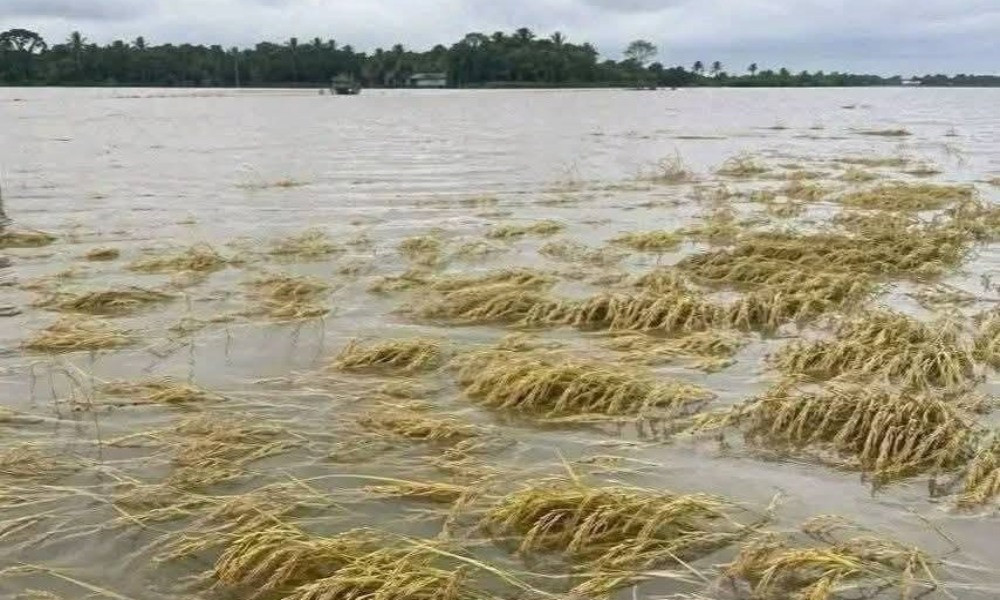 হাকালুকি ও কাউয়াদিঘি হাওরে পানি বেড়ে ২১৬০ হেক্টর ফসলের ক্ষতি