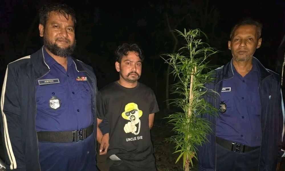 ব্রাহ্মণপাড়ায় বাড়ির আঙিনায় গাঁজা চাষ, যুবক গ্রেপ্তার
