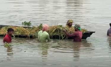 চারা গজিয়ে খলাতেই নষ্ট হচ্ছে ধান, স্বপ্নের ফসল হারিয়ে দিশাহারা কৃষক