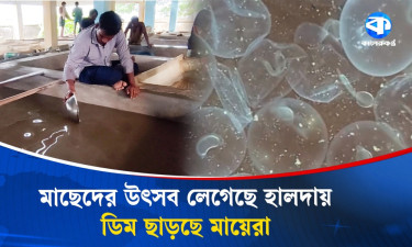 বৃষ্টিতে সবার সর্বনাশ, মাছেদের পৌষমাস!