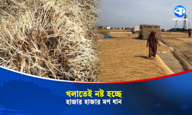 চারা গজিয়ে খলাতেই নষ্ট হচ্ছে ধান, স্বপ্নের ফসল হারিয়ে দিশfহারা কৃষক
