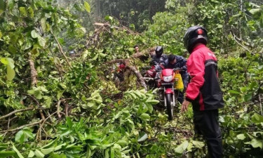 কালবৈশাখীতে উপড়ে গেছে গাছ, লাউয়াছড়ায় সড়ক যোগাযোগ বিচ্ছিন্ন
