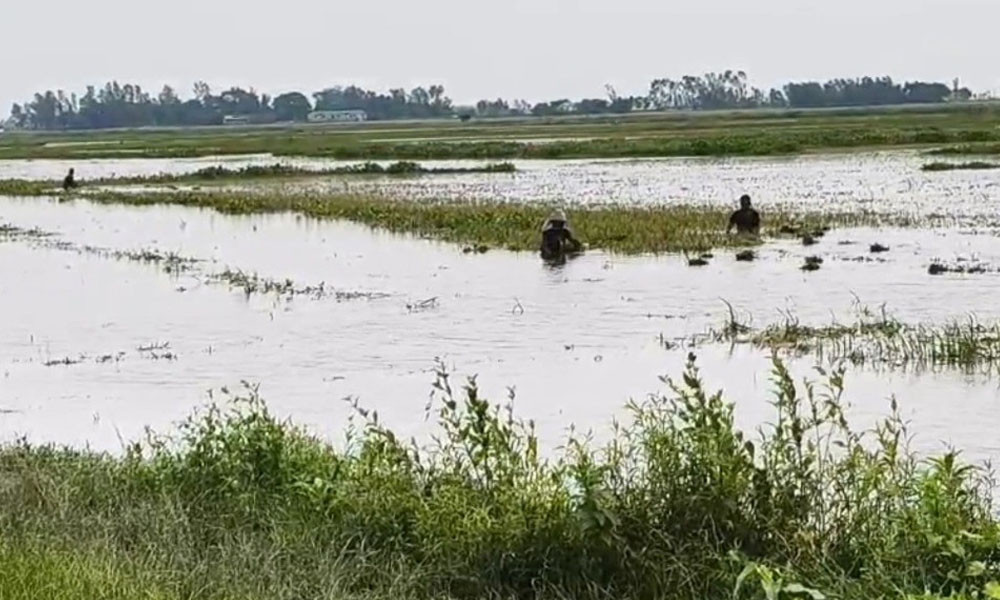 ২২ হাজার হেক্টর জমির ধান পানির নিচে