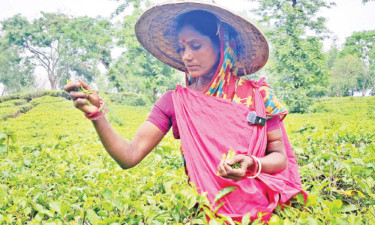 ঝড় ও বিদ্যুৎবিভ্রাটে চা-শিল্পে কোটি টাকা লোকসান