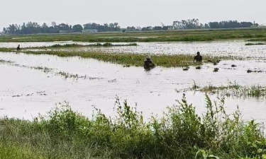 ২২ হাজার হেক্টর জমির ধান পানির নিচে