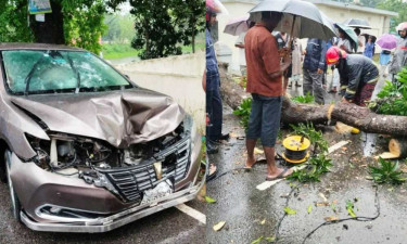 চলন্ত প্রাইভেট কারের ওপর পড়ল শতবর্ষী আমগাছ