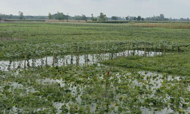 কৃষকের স্বপ্ন পানির নিচে