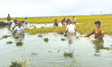 লাখ হেক্টর জমির ফসল পানির নিচে