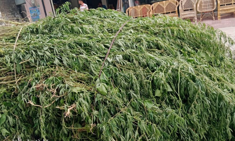 চাঁপাইনবাবগঞ্জে ৫২৬০টি তাজা ‘ভাং’ গাছ উদ্ধার
