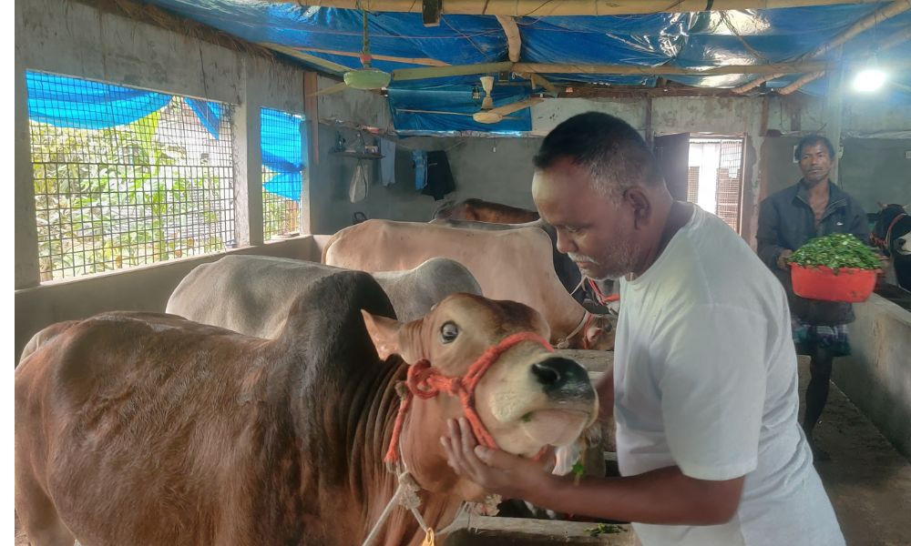 কোরবানির পশু প্রস্তুতিতে ব্যস্ত খামারিরা, অবৈধ পশু প্রবেশ ঠেকাতে সতর্ক প্রশাসন