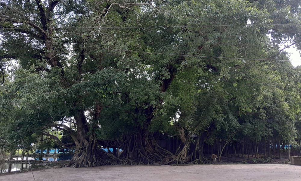 অচিন বৃক্ষ ‘মন পবনের গাছ’