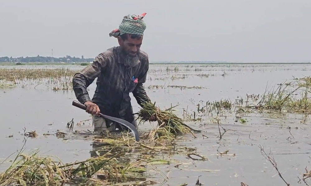 পানির নিচে ১০ হাজার হেক্টর জমির ধান