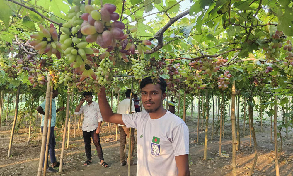 শীতের দেশের আঙুর রাকিবের মাচায়