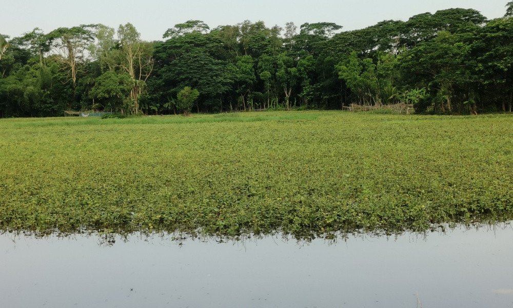 টানাবর্ষণে বরগুনায় পানির নিচে কৃষকের স্বপ্ন