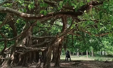 ৩০০ বছর ধরে দাঁড়িয়ে আছে রহস্যময় ’বনবিবির বটগাছ’