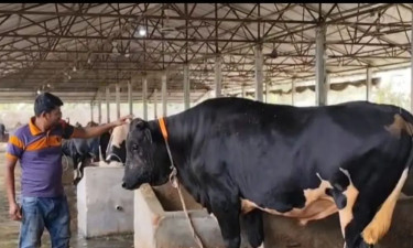 এবার কোরবানির হাট কাঁপাবে ঠাকুরগাঁওয়ের ‘রাজাবাবু’ ও ‘কালাবাবু’