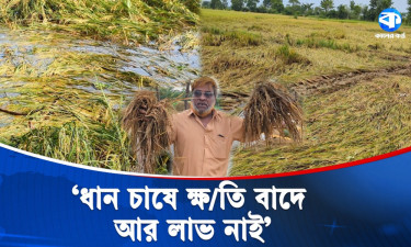 অতিবৃষ্টির দাপটে রাঙ্গুনিয়ায় কৃষকের সোনালি স্বপ্নে ধস