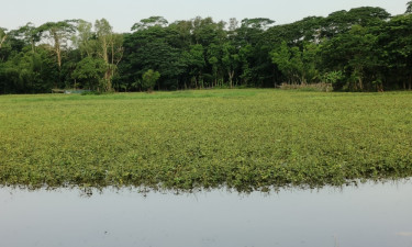 টানাবর্ষণে বরগুনায় পানির নিচে কৃষকের স্বপ্ন