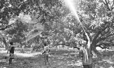 রাজশাহী অঞ্চলের আমবাগানগুলো নিবিড় পরিচর্যা করা হচ্ছে