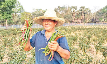 গাজীপুরে ১৫ ইঞ্চির মরিচ
