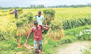 পাকা ধান শ্রমিকরা কেটে কৃষকের গোলায় নিয়ে যাচ্ছেন