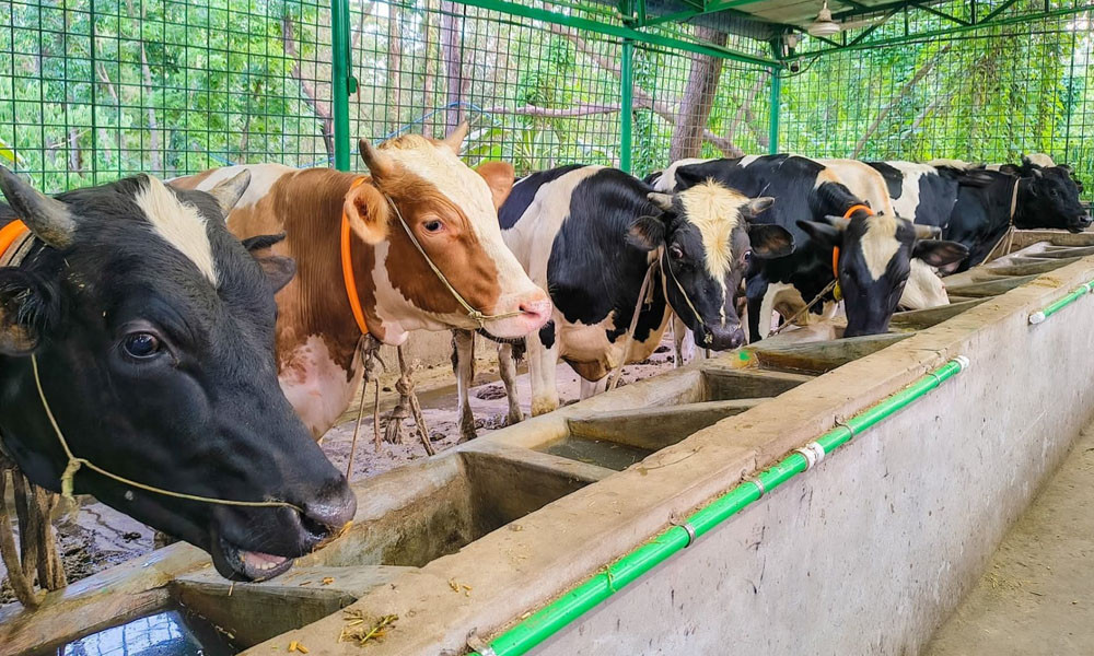 কোরবানির ৬০ হাজার পশু প্রস্তুত
