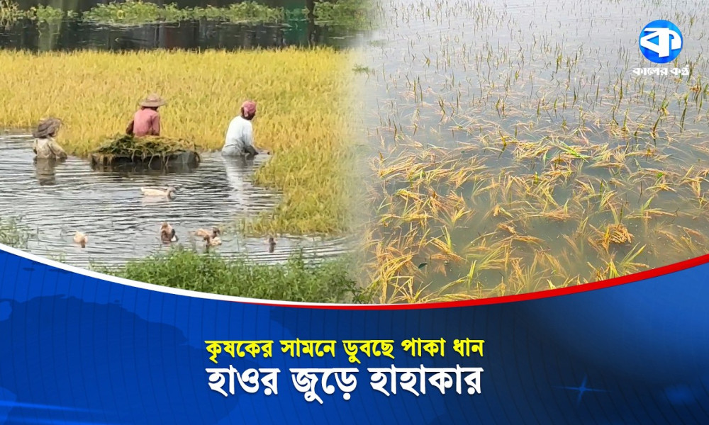 হাওরে তীব্র শ্রমিক সংকট, চোখের সামনে ডুবছে পাকা ধান