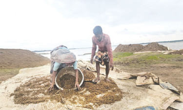 ক্ষেতের পানির নিচ থেকে তুলে আনা ধান