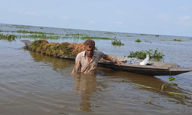 টানা বৃষ্টিতে বোরোর ব্যাপক ক্ষতি, লোকসান ৫০ কোটি