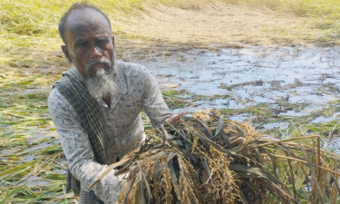 টানা বৃষ্টিতে বাগেরহাটে মাঠেই গজিয়ে যাচ্ছে বোরো ধান