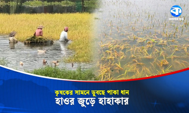 হাওরে তীব্র শ্রমিক সংকট, চোখের সামনে ডুবছে পাকা ধান