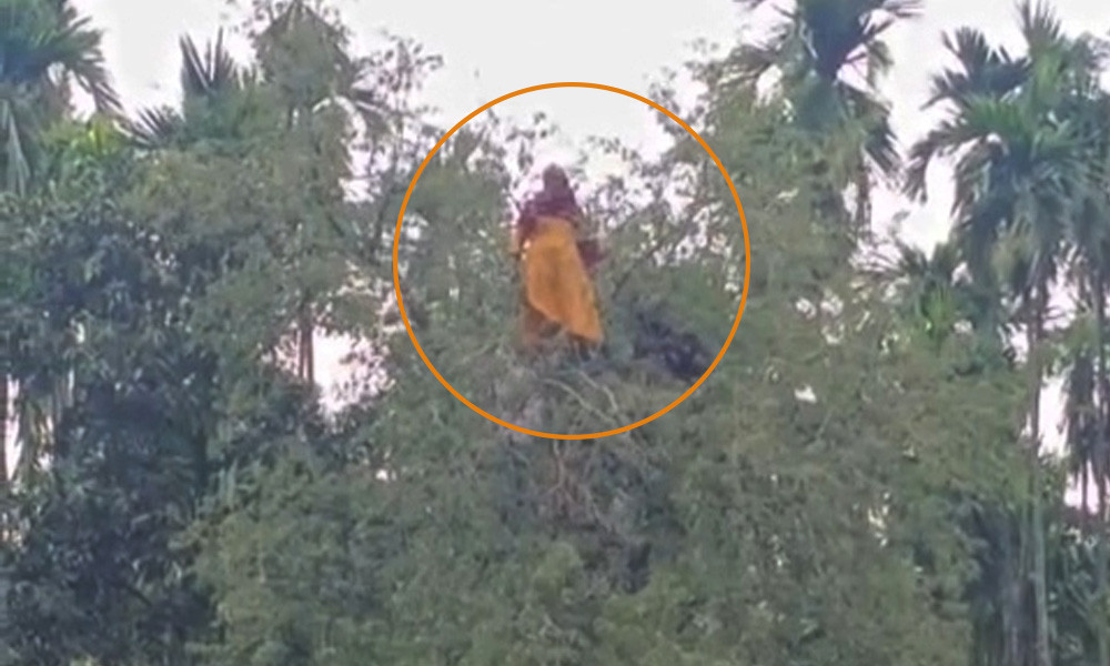 নিখোঁজ বৃদ্ধার সন্ধান মিলল তেঁতুল গাছের মগডালে, এলাকায় চাঞ্চল্য