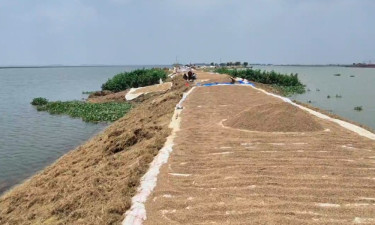 হাওরে রোদের ঝিলিক, ধান শুকাতে ব্যস্ত কৃষক