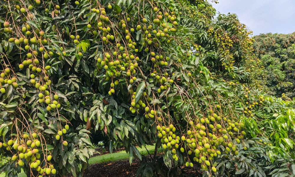 ঝড়-বৃষ্টির ধাক্কায় কমতে পারে লিচুর উৎপাদন