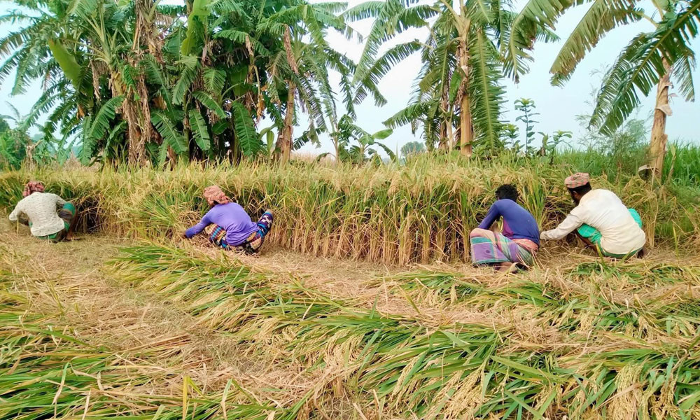 ধান কাটতে শ্রমিক সংকট, বিপাকে কৃষক