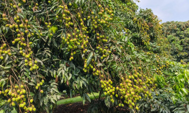 ঝড়-বৃষ্টির ধাক্কায় কমতে পারে লিচুর উৎপাদন