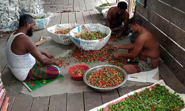 উপকূলের উঠান থেকে বিশ্ববাজারে বোম্বাই মরিচ