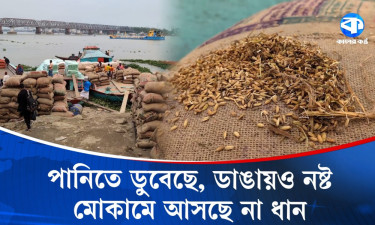 হাওরে কৃষকের পর পাইকারেরও মাথায় হাত