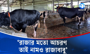 এবারে কোরবানির হাট কাঁপাবে রাজাবাবু ও কালাবাবু