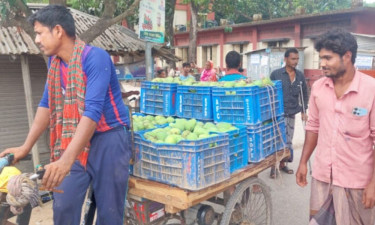 ম্যাঙ্গো ক্যালেন্ডারের তোয়াক্কা নেই, বাঘায় চলছে অপরিপক্ব আম পাড়ার হিড়িক