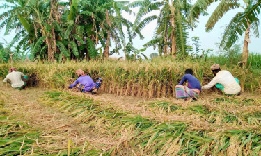 ধান কাটতে শ্রমিক সংকট, বিপাকে কৃষক