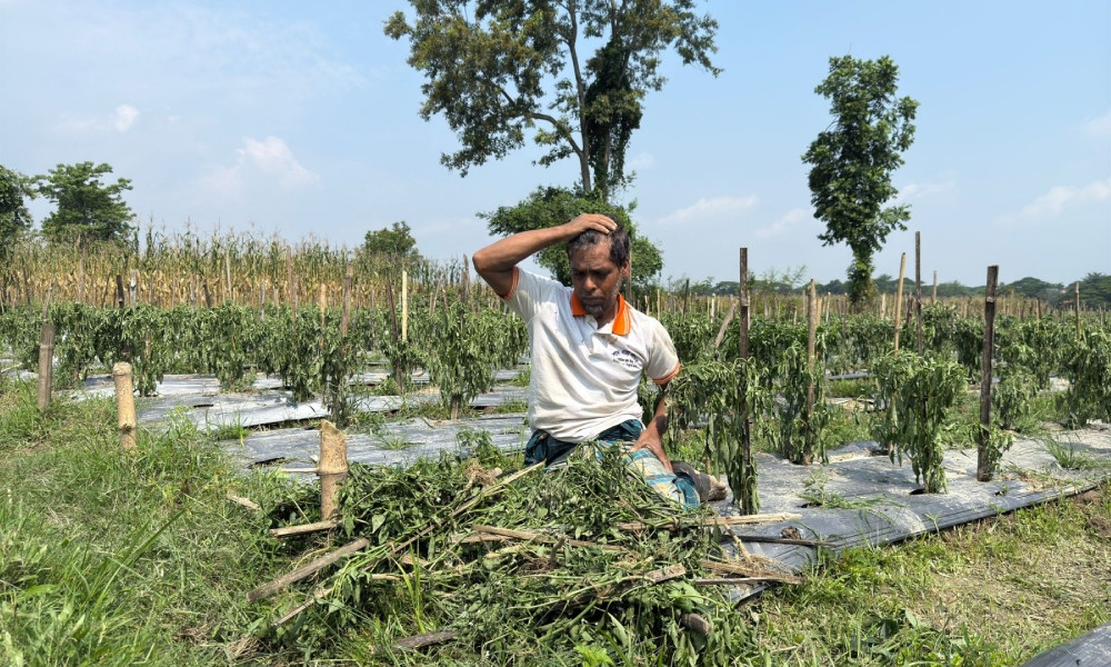 রাতের আঁধারে মরিচক্ষেত নষ্ট, আহাজারি কৃষকের